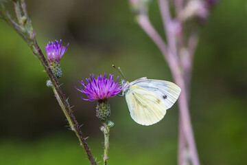 Butterfly meadow. There are butterflies and insects on the flowers and grass.