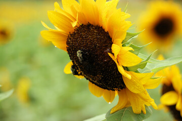 sunflower with bee 