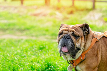 Funny beautiful classic Red English British Bulldog Dog out for a walk looking up sitting in the grass in forest on sunny day at sunset