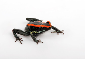 Golfodulcean Poison Frog // Gestreifter Blattsteiger, Gestreifter Pfeilgiftfrosch (Phyllobates vittatus)