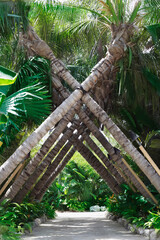 palm tress criss cross landscape design