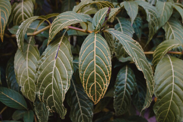 Sanchesia leaf closeup