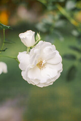 Bud of a white rose on a bush