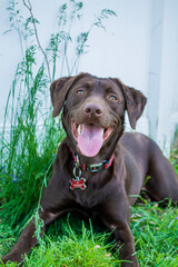 chocolate labrador puppy