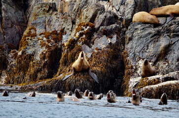 Steller sea lions at the Cape St James rookery, Haida Gwaii, British Columbia, Canada