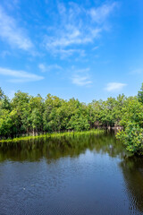 Fototapeta na wymiar An enchanting photograph of a captivating mangrove forest, its intricate roots submerged in a serene lake, while blue skies add a touch of serenity to the scene.