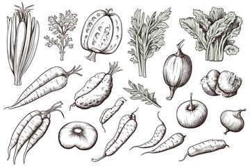 Hand drawn set of vegetable elements, carrot, salad, tomato, onion, lettuce, chili. Comic doodle sketch style. Vegetables element drawn by digital brush-pen. Vector illustration for icon