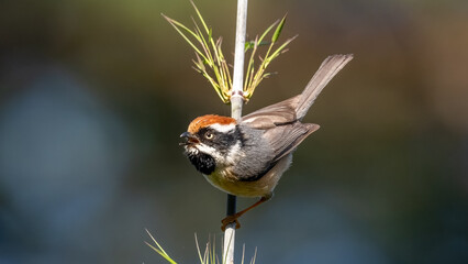 bird coming out of screen © Mohit