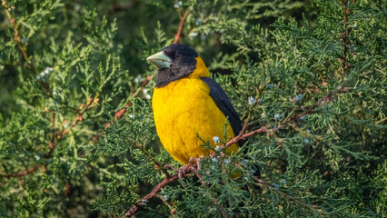 Black and Yellow Grossbeak bird