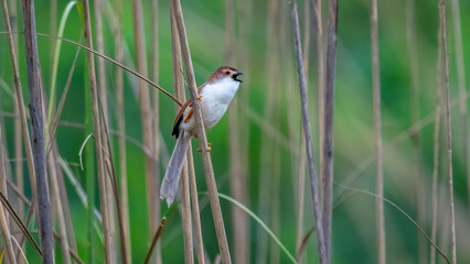 Babbler on Branch
