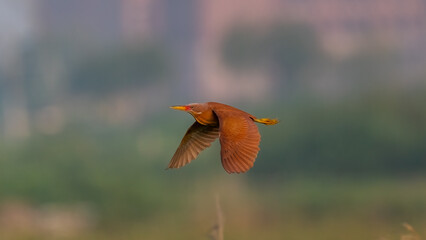 Red Colour Bittern In flight