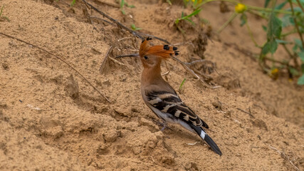 Bird with a Crest
