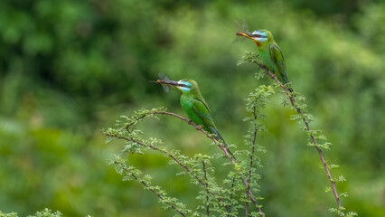 Colourful birds two in frame with catch