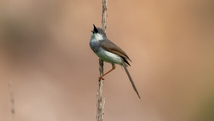 Bird Calling sitting on Twig 