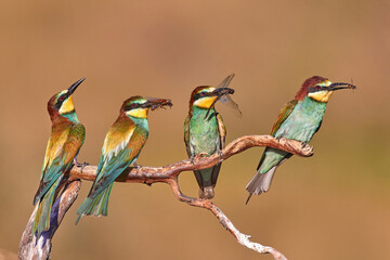 European bee-eater (Merops apiaster) in natural habitat