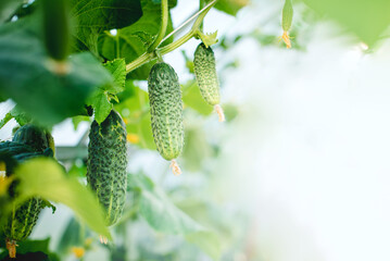Green fresh cucumbers grow in the garden. Growing organic vegetables in the garden. Place for text.