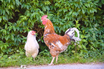Hahn und weißes Huhn