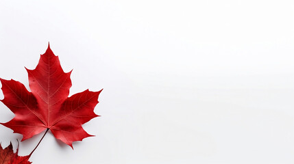a single red maple leaf, autumn leaf isolated on a white background for banner with copy space