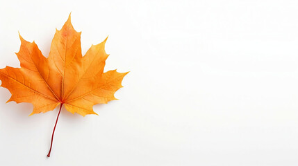 autumn leaf background, a single maple leaf isolated on a white background for banner with copy space