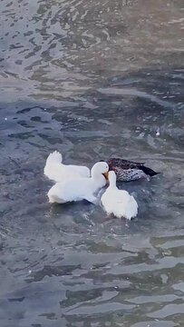 The video shows how three ducks beat one duck