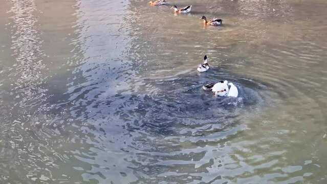 The video shows how three ducks beat one duck