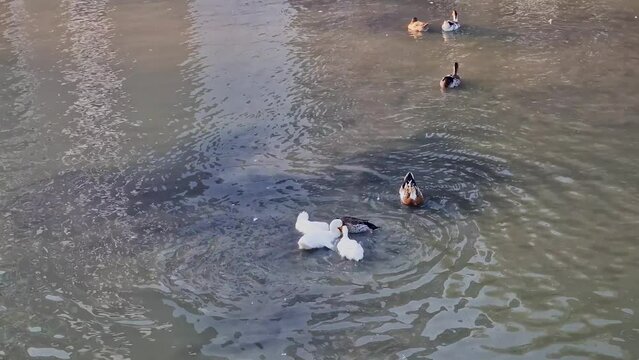 The video shows how three ducks beat one duck