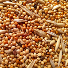 Grain for budgies close-up
