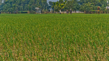 Fototapeta na wymiar Agriculture in South Asia. Extensive onion fields. Farmer tending crops. Natural scenery of Bangladesh.