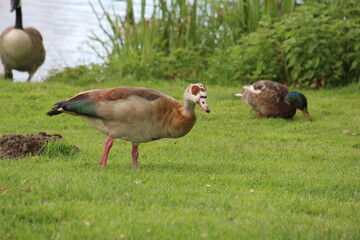 Nilgans
