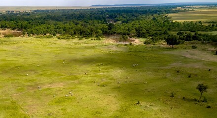 An Aaerial view of the Maasai Mara Conservancy with zebras and antelope and Mara River about 150...