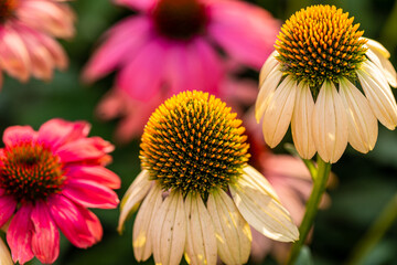 piękne kolorowe kwiaty kwitnące w przydomowym ogrodzie
