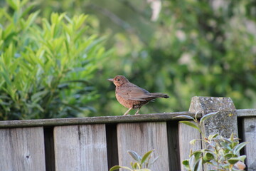 blackbird on fence