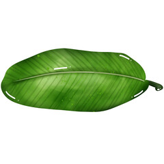 Banana leaf