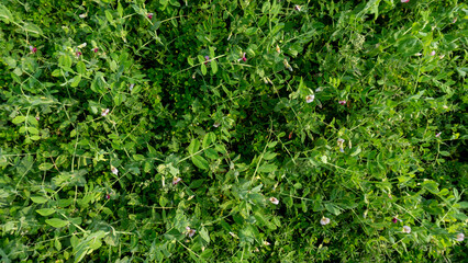 Peas Leaves Background. The pea is most commonly the small spherical seed or the seed-pod of the flowering plant species Pisum sativum.