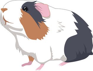 Cute tricolor guinea pig. Adorable pet. Vector illustration.