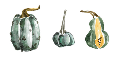Set of ripe pumpkins of various shapes in green. Large green with dry stem and vesicles, cut and small with long stem. hand drawn watercolor illustration