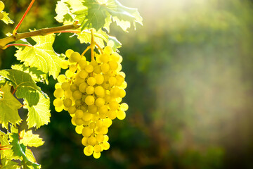 grape vine and grape leaves against blue sky