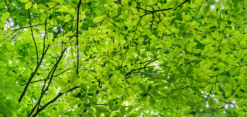 Forest background. Sunlit green leaves in lush forest. Carbon net zero concept. Selective focus included