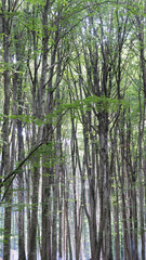 Fototapeta premium Forest background. Sunlit green leaves in lush forest. Carbon net zero concept. Selective focus included