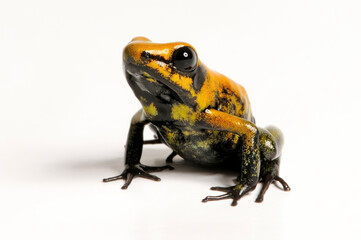 Obraz premium Black-legged poison dart frog // Zweifarbiger Blattsteiger (Phyllobates bicolor)