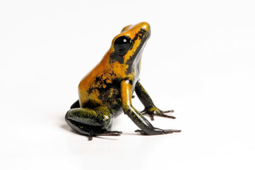 Black-legged poison dart frog // Zweifarbiger Blattsteiger (Phyllobates bicolor)