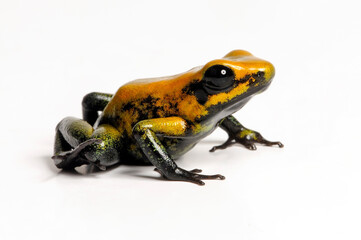 Black-legged poison dart frog // Zweifarbiger Blattsteiger (Phyllobates bicolor)