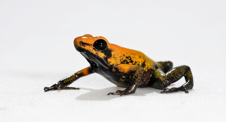 Black-legged poison dart frog // Zweifarbiger Blattsteiger (Phyllobates bicolor)