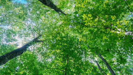 Forest background. Sunlit green leaves in lush forest. Carbon net zero concept. Selective focus included