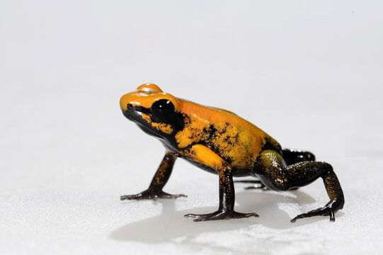 Black-legged poison dart frog // Zweifarbiger Blattsteiger (Phyllobates bicolor)