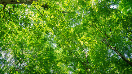 Fototapeta na wymiar Forest background. Sunlit green leaves in lush forest. Carbon net zero concept. Selective focus included