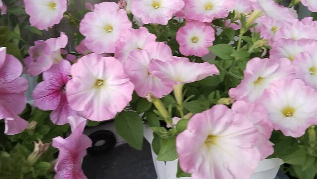 Petunia background. Popular bright pink flowers. Blooming Garden in city. Gardening. Comfortable urban environment. Green ecology. Summer. Flowering plants. Flower bed.