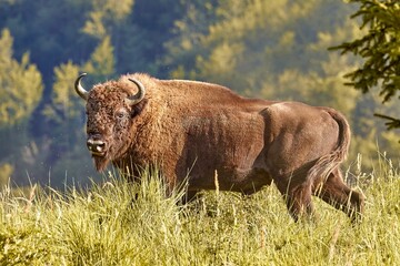 European bison (Bison bonasus), European wood bison, European buffalo, in natural habitat