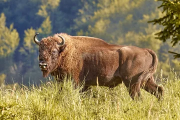Gordijnen European bison (Bison bonasus), European wood bison, European buffalo, in natural habitat © Richard Cff