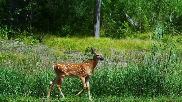 Spotted white-tailed deer fawn walking and then loping away into the green forest, on a sunny day.